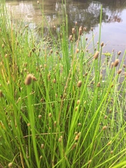 Eleocharis ovata