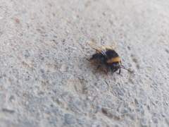 Bombus terrestris