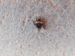 Bombus terrestris
