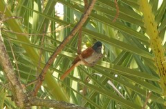 Terpsiphone viridis granti