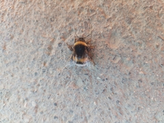 Bombus terrestris