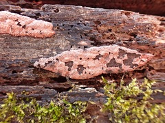 Hypoxylon rubiginosum