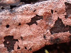 Hypoxylon rubiginosum