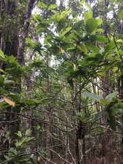 Atractocarpus mollis