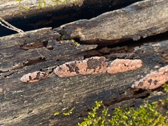 Hypoxylon rubiginosum