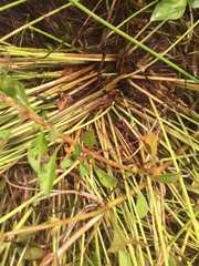 Eleocharis ovata