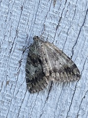 Hydriomena nubilofasciata