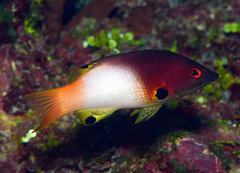 Bodianus axillaris