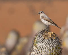 Muscisaxicola rufivertex