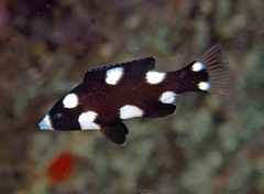 Bodianus axillaris