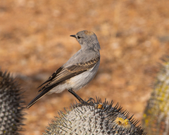 Muscisaxicola rufivertex