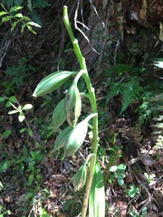 Calanthe