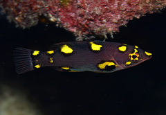 Bodianus mesothorax