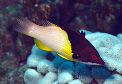 Bodianus mesothorax