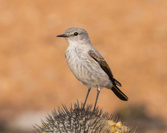 Muscisaxicola rufivertex