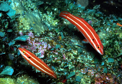 Bodianus neopercularis