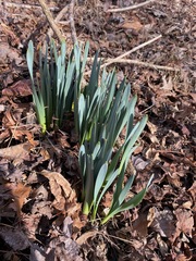 Narcissus pseudonarcissus