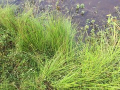 Eleocharis ovata