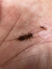 Leptophlebia