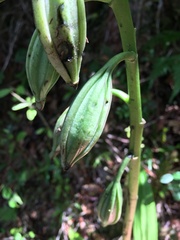 Calanthe