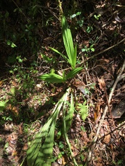 Calanthe