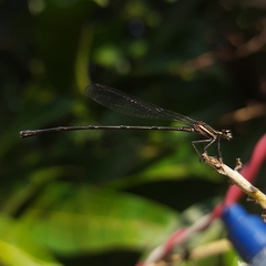 Prodasineura verticalis