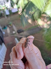 Eburia mutica