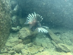 Pterois
