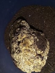 Loxosceles rufescens