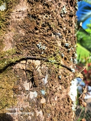 Eburia mutica