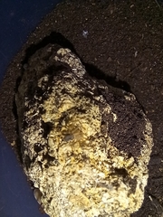 Loxosceles rufescens