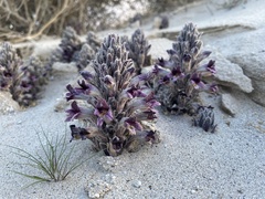 Aphyllon cooperi