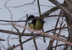 Parus major