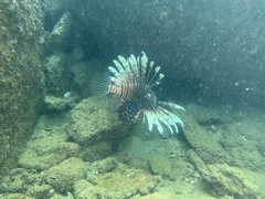 Pterois