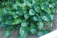 Alocasia macrorrhizos