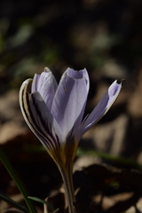 Crocus biflorus