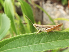 Euchorthippus elegantulus