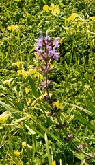 Salvia verbenaca