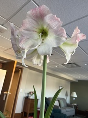 Hippeastrum reticulatum