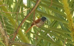 Terpsiphone viridis granti