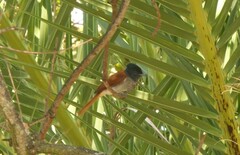 Terpsiphone viridis granti