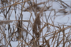 Phragmites australis