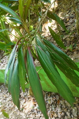 Cordyline