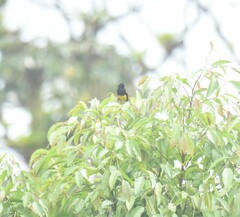 Icterus prosthemelas