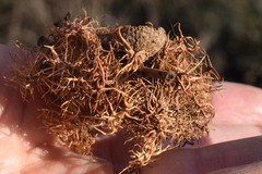 Andricus caputmedusae