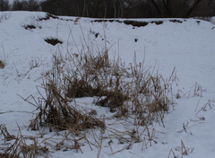 Phragmites australis