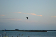 Hirundo rustica erythrogaster