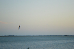 Hirundo rustica erythrogaster