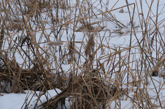 Phragmites australis
