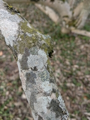 Lecanora carpinea